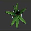 Green Aloe Plant with Green Leaves and White Spots in Blue Pot on Dark Background