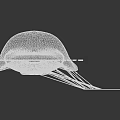 Detailed Medical Device Showing Tongue Dorsum Anatomical Structure With Labeled Parts