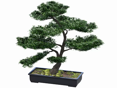 Bonsai Tree With Lush Green Foliage Dark Trunk In Black Rectangular Pot And Moss Stones 3d model