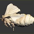 White Moth With Spread Wings And Detailed Texture On Dark Background 3d model