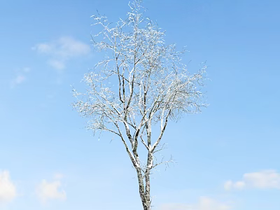 Tall Birch Tree With Snow Covered Branches Against Blue Sky And White Clouds 3d model
