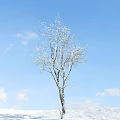 Tall Birch Tree With Snow Covered Branches Against Blue Sky And White Clouds