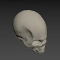 White Human Skull With Detailed Anatomical Structure Isolated On Gray