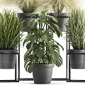 Indoor Potted Plants Display with Monstera and Grasses in Black Pots on Metal Stand