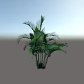 Lush Green Palm Bush With Multiple Stems And Vibrant Foliage On Light Blue Background