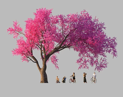 Vibrant Pink Purple Flowering Tree With People Cycling And Walking Under 3d model
