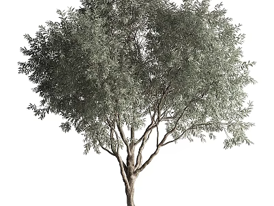 Tall Arbor With Lush Green Foliage And Strong Trunk In Natural Environment 3d model