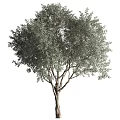 Tall Arbor With Lush Green Foliage And Strong Trunk In Natural Environment