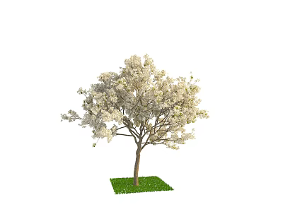 Beautiful White Flowering Tree with Lush Green Grass and Blooming Branches 3d model