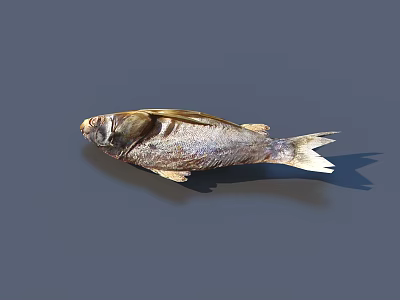 Detailed View Of Silver Gray Fish With Scales And Fins Isolated On Gray Background 3d model
