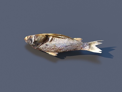 fish dried fish food model