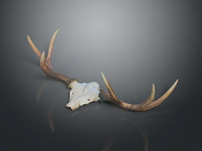 Realistic Deer Skull With Natural Antlers On Dark Display Background 3d model