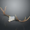 Realistic Deer Skull With Natural Antlers On Dark Display Background