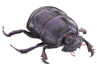 beetle scarabs beetle dung beetle iron beetle 3d model