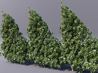 Healthy Green Evergreen Shrubs With Dense Foliage For Garden Landscaping Outdoor Decor And Natural Beauty 3d model