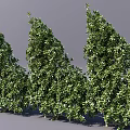 Healthy Green Evergreen Shrubs With Dense Foliage For Garden Landscaping Outdoor Decor And Natural Beauty