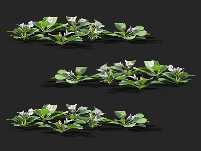 Green Plants With White Small Flowers Arranged In Rows For Garden Decoration 3d model