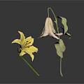 Yellow Lily Flower and Wilted Plant with Green Leaves on White Surface