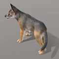 Realistic 3D Model Of Gray And Brown Wolf Standing In Neutral Gray Background