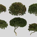 Various Arbor Trees With Different Crown Shapes Green Red Leaf Colors And Diverse Trunk Forms 3d model