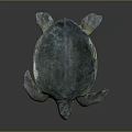 Modern Turtle Small Turtle Green Turtle Big Turtle Black Turtle 3d model