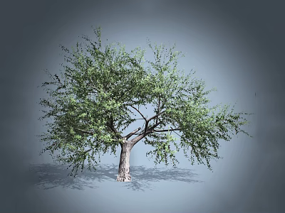 Lush Green Arbor With Dense Foliage And Strong Trunk In Gray Background 3d model