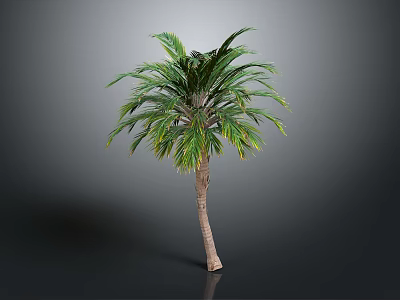 Tall Green Palm Tree With Brown Trunk And Lush Foliage In Studio Setting 3d model