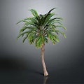 Tall Green Palm Tree With Brown Trunk And Lush Foliage In Studio Setting