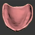 Human Mandible Anatomical Model With White Teeth And Pink Gum Structure