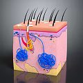 Medical Device For Skin Structure Education With 3D Anatomical Model And Follicle Vascular Components