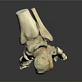 Detailed 3D Anatomical Foot Skeleton Model For Medical Device Visualization Applications
