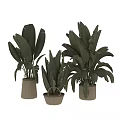 Large Tropical Potted Plants With Broad Leaves In Various Material Pots