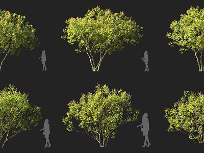 Lush Green Trees With Diverse Foliage And Human Silhouettes For Scale 3d model