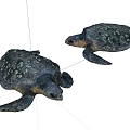Two Sea Turtles With Spotted Shells And Flippers As Aquatic Animals In View