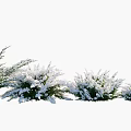 Snow Covered Shrubs in Row with White Snow and Green Foliage Arrangement