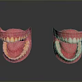 Anatomical 3D Model of Human Oral Organs Showing Teeth Gums and Tongue Structure