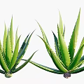 Aloe Vera Succulent Plants in Various Sizes with Blooming Red Flowers on Tall Stems
