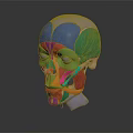 Colorful Facial Muscles Anatomical Model With Detailed Structure And Educational Use