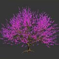 Vibrant Pink Flowering Tree With Brown Branches And Pink Blossoms On Dark Background