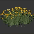Lush Green Leaf Plant With Bright Yellow Flowers In Full Bloom