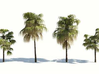Tall Palm Trees With Feathery Fronds And Slender Trunks Isolated On White Background 3d model