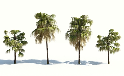 Modern Tree Palm Tree 3d model