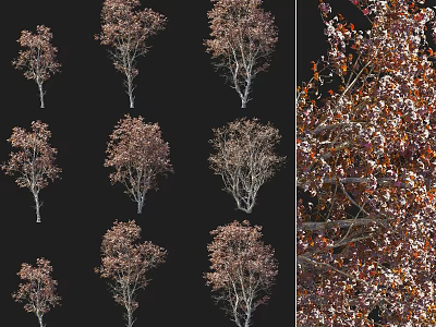 Multiple Arbor Trees With Brown Red Autumn Leaves And Detailed Branch Structures On Black Background 3d model