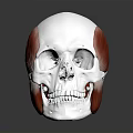 3D Human Skull Anatomy Model With Muscles And Bone Structure Details