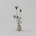 Bonsai Potted Plant With Green Leaves And Slender Stems In White Pot