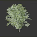 Lush Green Tree With Dense Foliage Isolated On Dark Gray Background