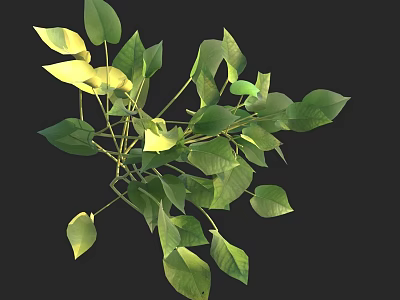 Fresh Indoor Plant in Decorative Vase with Lush Green Leaves on Black Background 3d model