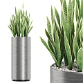 Potted Bonsai Plants With Green Striped Leaves In Silver Cylindrical Pot And White Pebbles