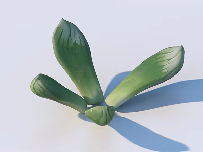 Healthy Green Succulent Plant With Thick Fleshy Leaves And Natural Surface Texture 3d model