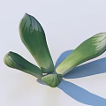 Healthy Green Succulent Plant With Thick Fleshy Leaves And Natural Surface Texture
